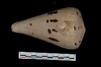 藏品(大中華芋螺)的圖片